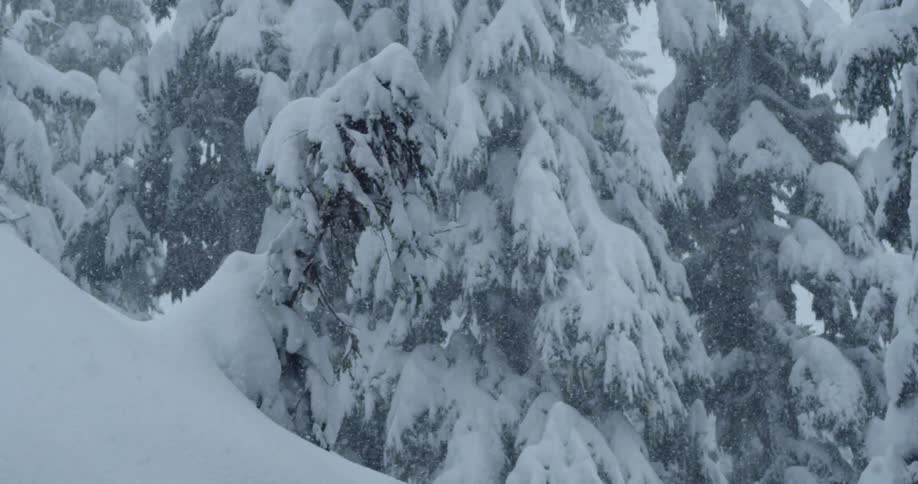 Pine trees weighed down in heavy snow