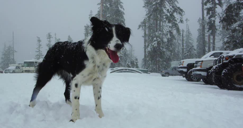 A black and white dog stands in a snow covered parking lot happily panting as snow falls