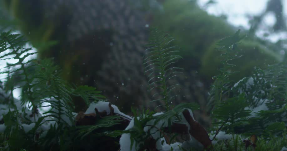 Snowflakes through green ferns