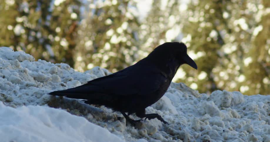 A black crow walks down snow covered ground in the forest