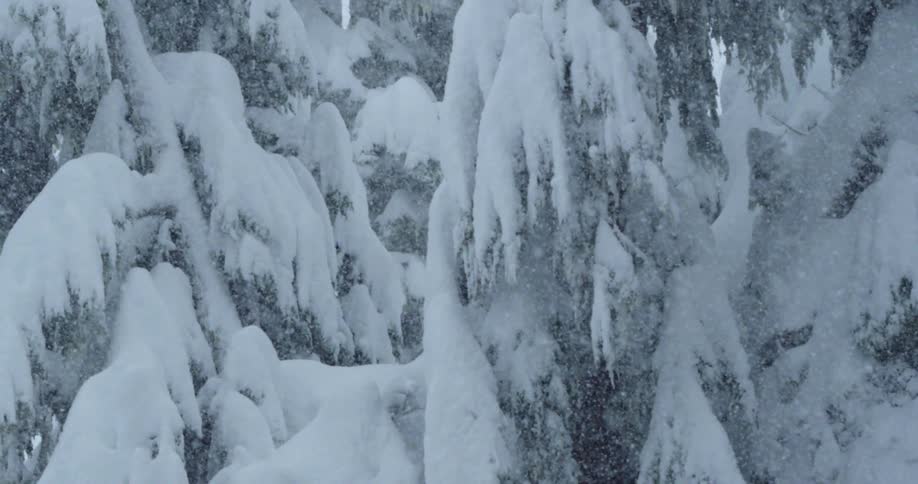Heavy snow covers an evergreen forest