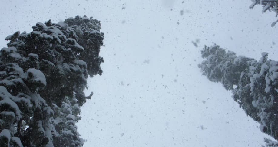 Heavy snow falls onto towering trees