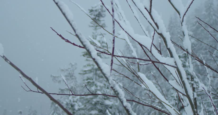 A blizzard in a coniferous forest
