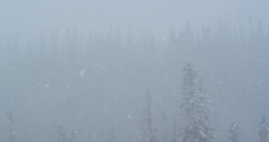 Heavy snow falls over a conifer forest