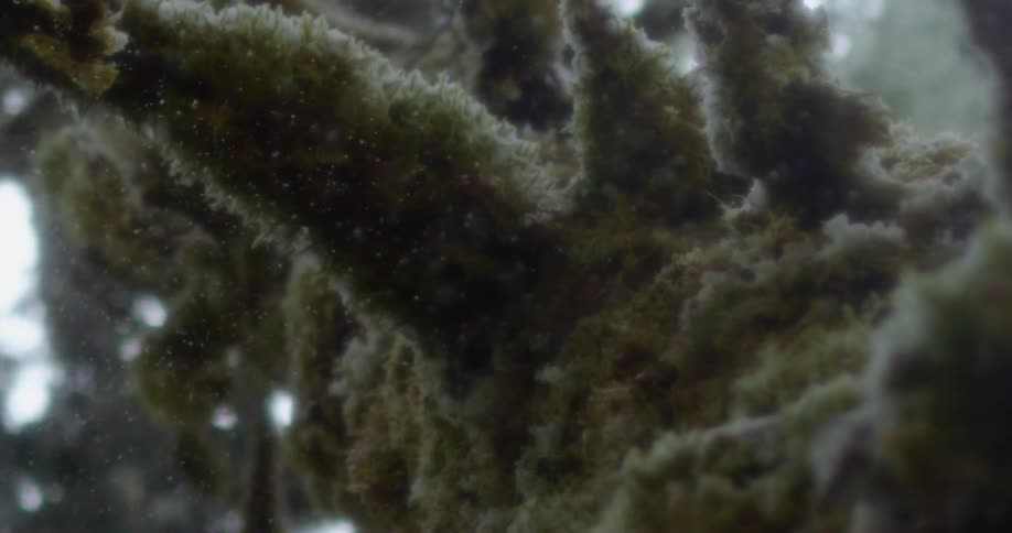 Under water footage of coral