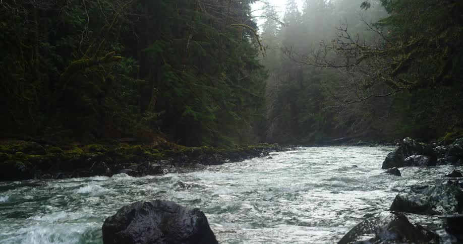 A river flowing in a forest