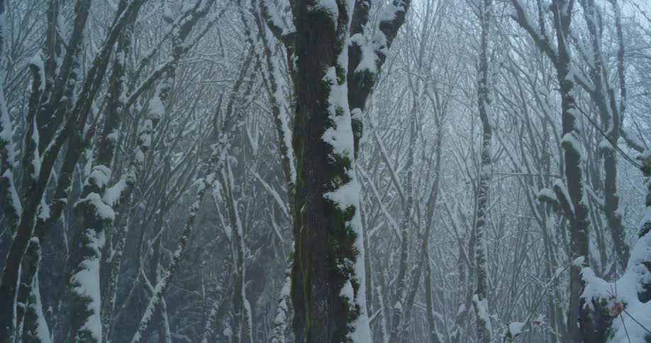 Light snow flurry falling over the trees in a deep forest