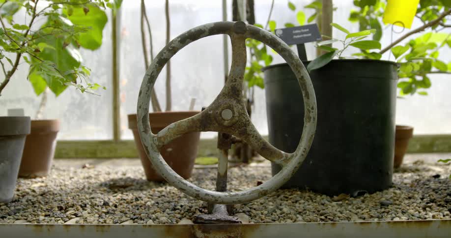 A wheel used for decoration in an indoor flower bed