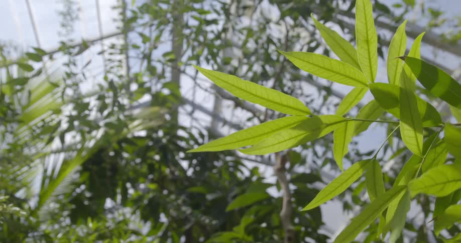 Close up of some leaves in a greenhouse