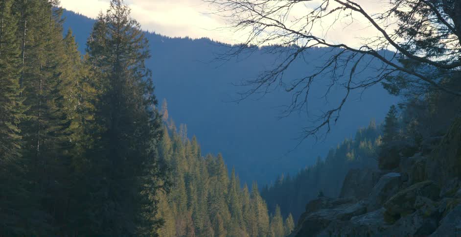 Trees in a forest