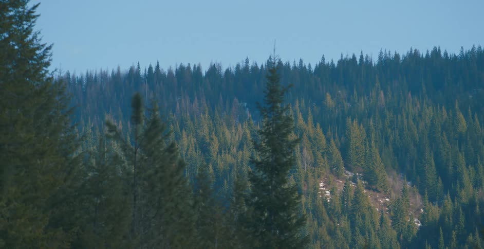 Trees in a forest