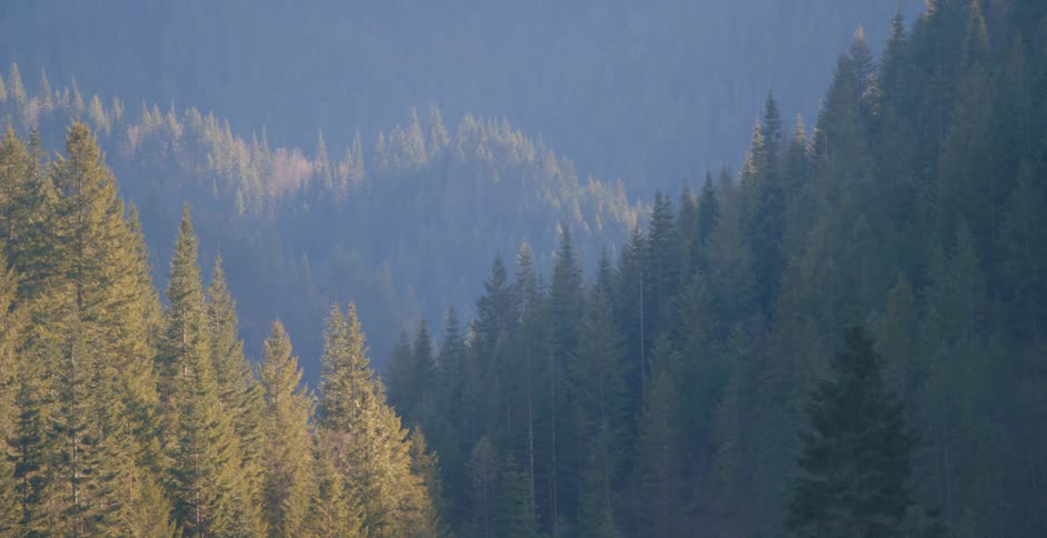 Pine tree forests on the slopes of the mountains