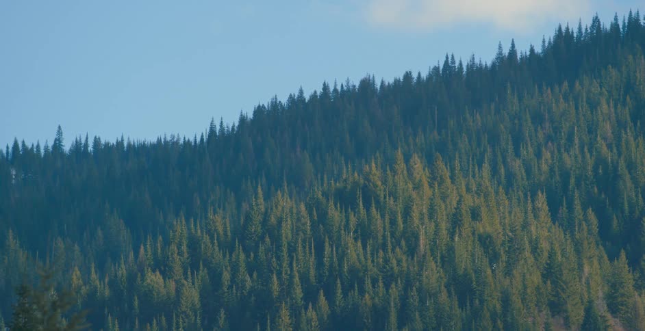 Pine trees covering a mountainside on a summer day