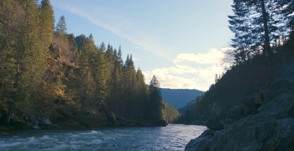 Landscape of a river flowing through a forest