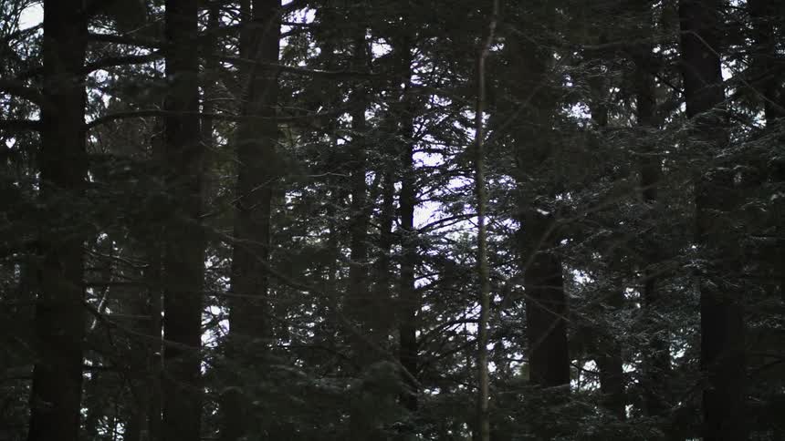 Trees in a forest are displayed during midday
