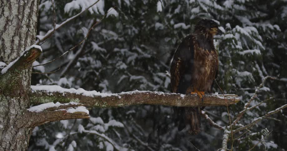 A golden eagle is sitting on a tree branch during winter