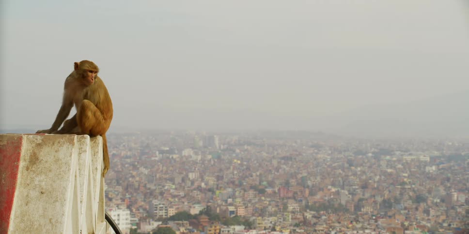 A monkey is sitting on a ledge in the outskirts of a developing city