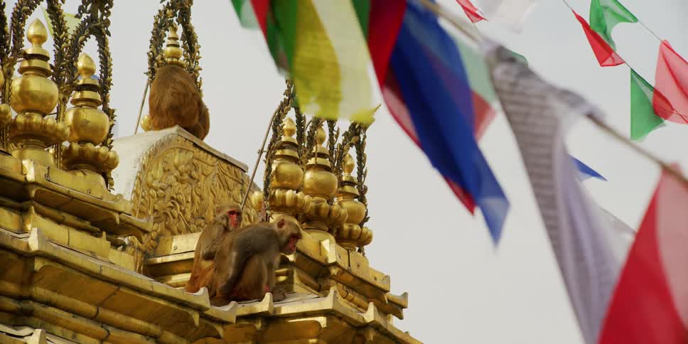 Monkeys sitting on a building