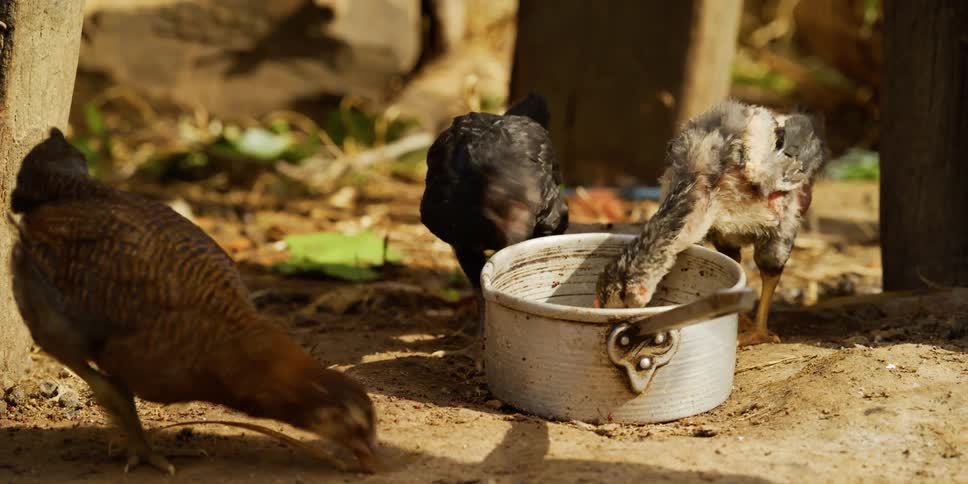 Chickens eat from a metal pan on the ground