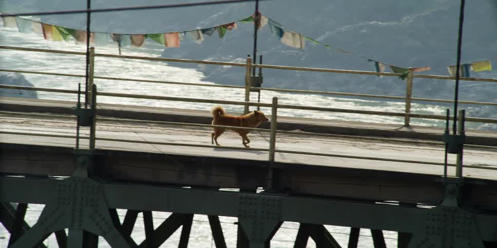 A dog walks alone on a long ocean side pier