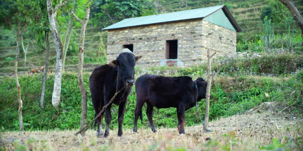 Two cows in a field