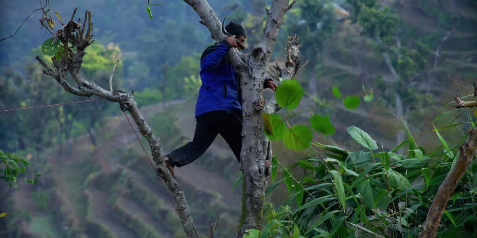 A child is climbing a tree in the jungle