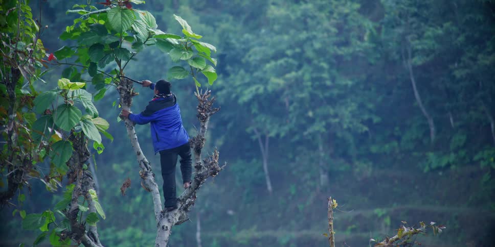 A man on a tree cutting branches with a tool with trees in the background