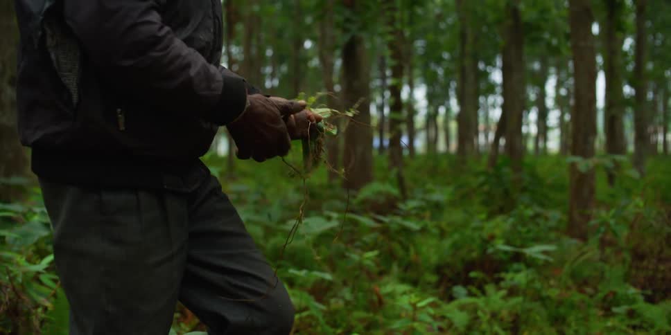 A man collects leaves roots and other plant matter while hiking in the forest