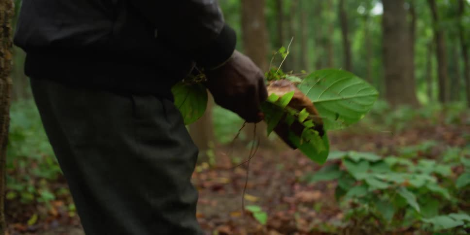 Man walks through woods gathering plants