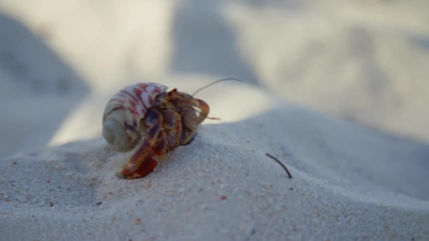 A crab crawling on beach sand