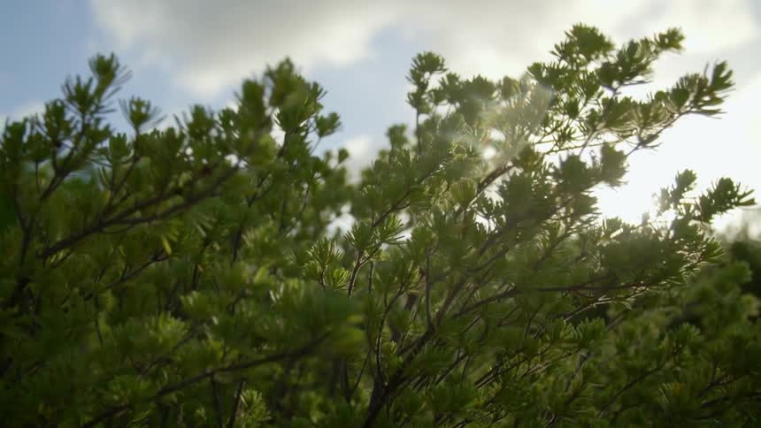 Sun shines through leaf covered branches waving in the wind