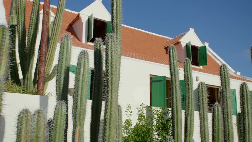 Cacti stand in front of a southwestern home