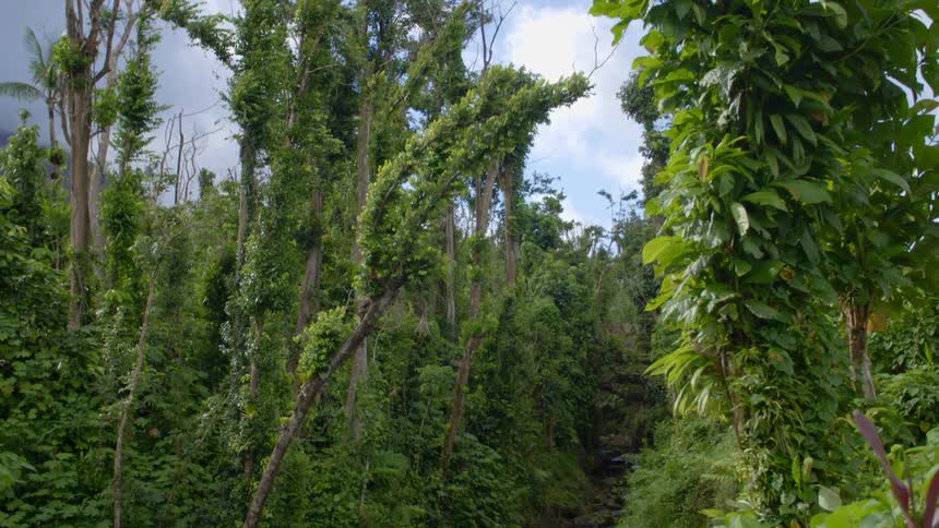 An aerial view of trees in a rainforest is displayed
