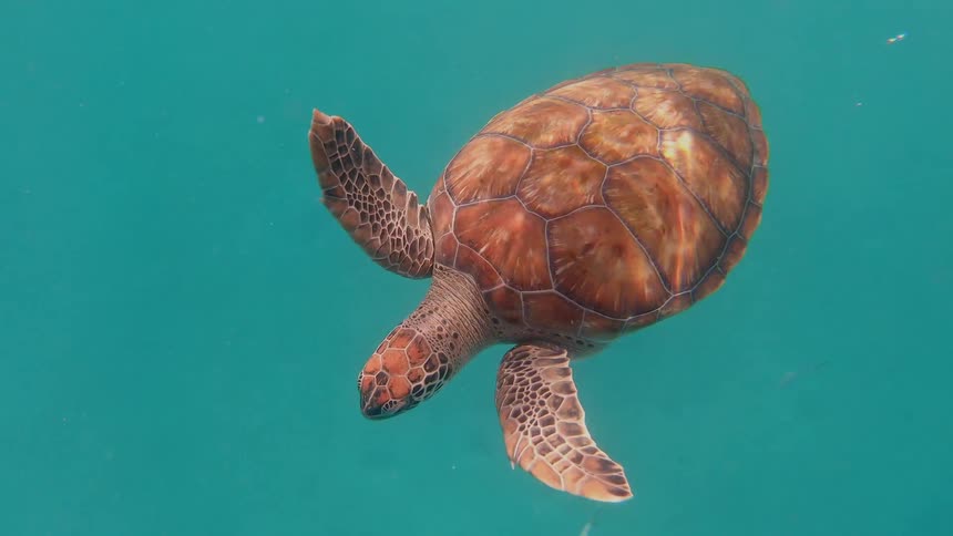 A turtle swimming underwater