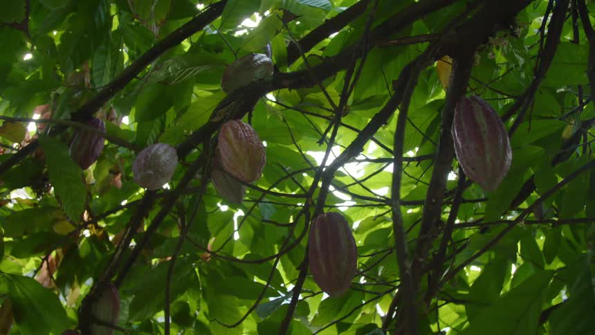 Cacao pods hanging from the branches of a cacao tree