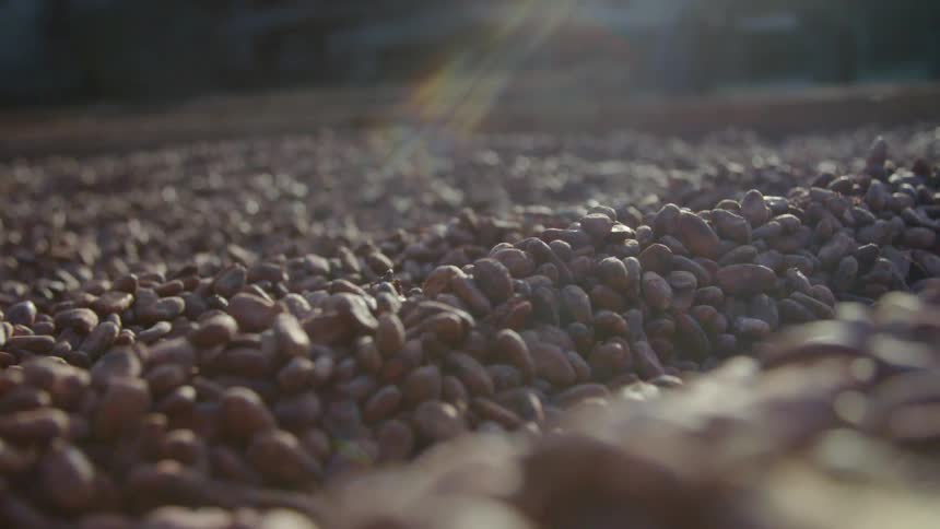 A large amount of beans on the ground outside