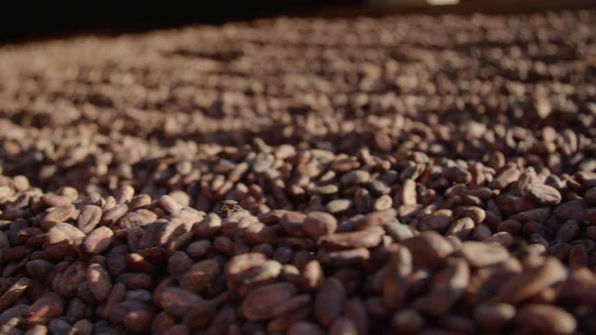 Tons of beans drying in the sunlight