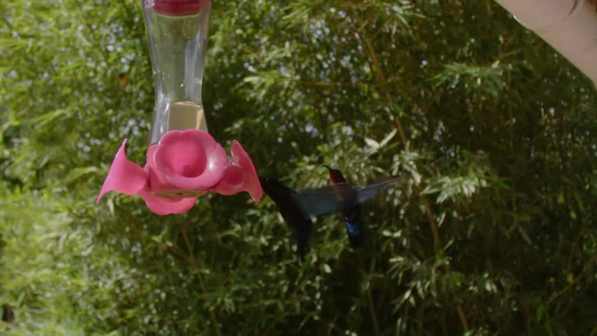 A pair of hummingbirds drink from a bird feeder hanging from a pipe on the outside of a building