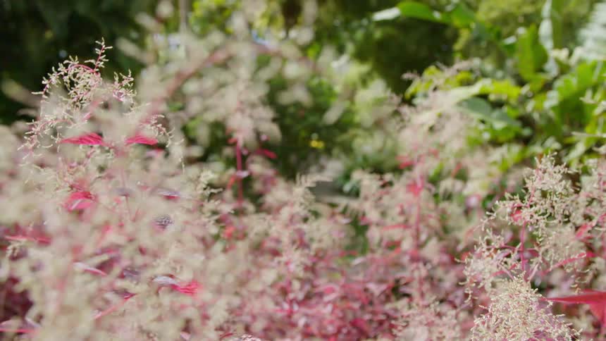 A breeze blowing through plants outdoors on a summer day