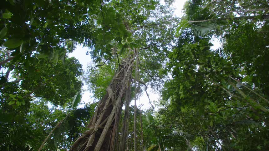 Dense rain forest during daytime