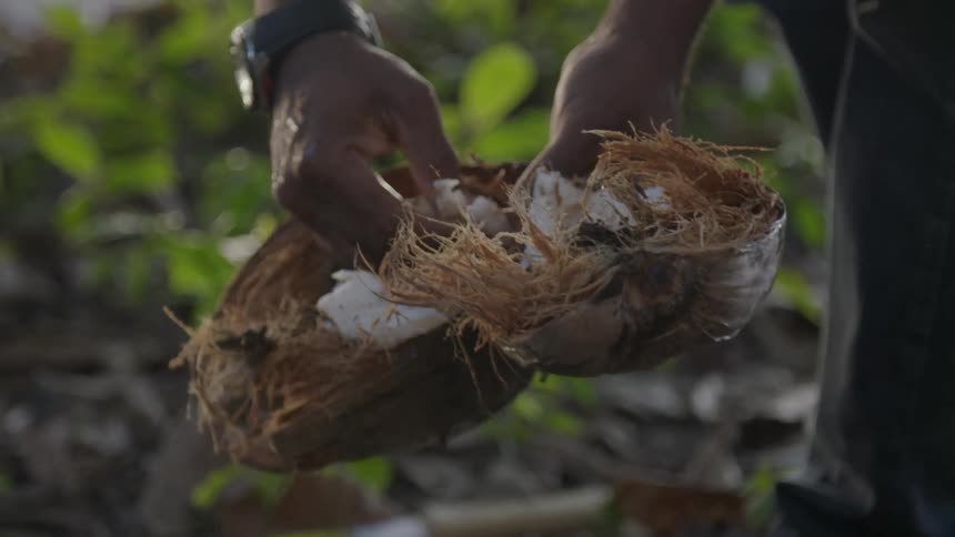A man dissects a coconut