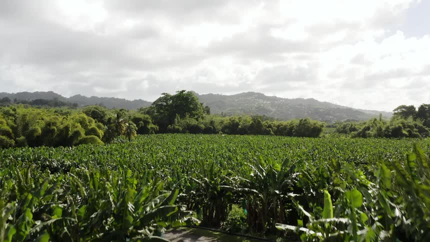 Aerial shot of a jungle environment