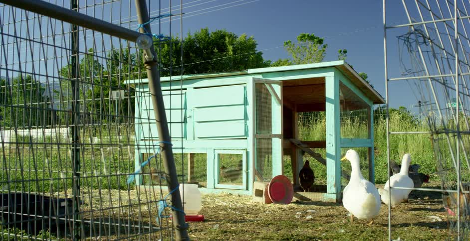 Chickens and ducks are walking around a farm