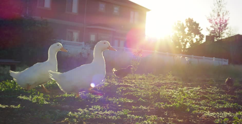 Chickens and ducks walking in the grass behind houses