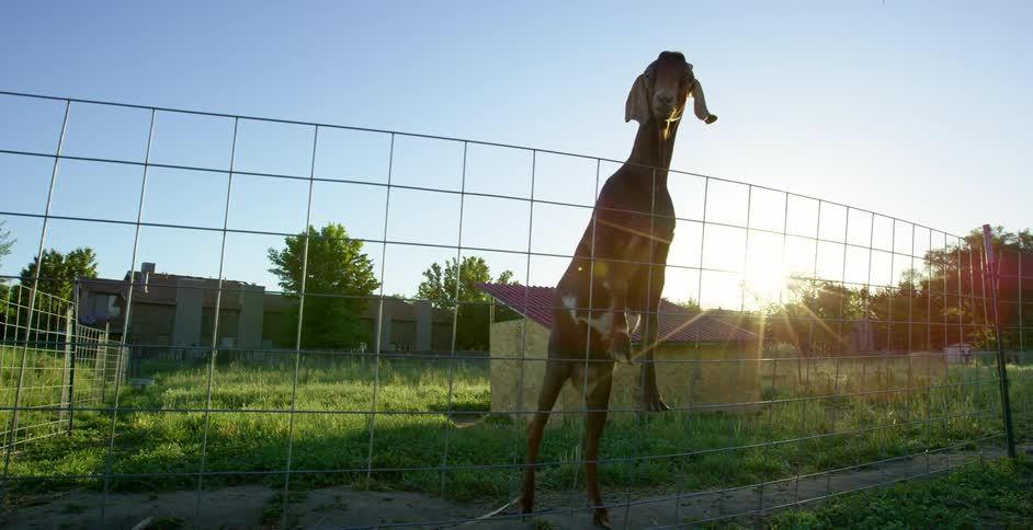 A goat leaning on a fence on a farm