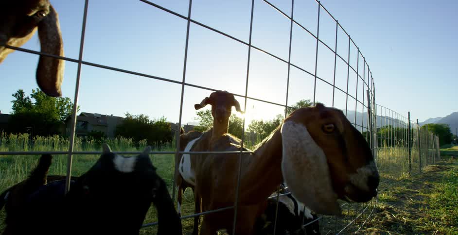 A group of goats standing behind a fence on a farm