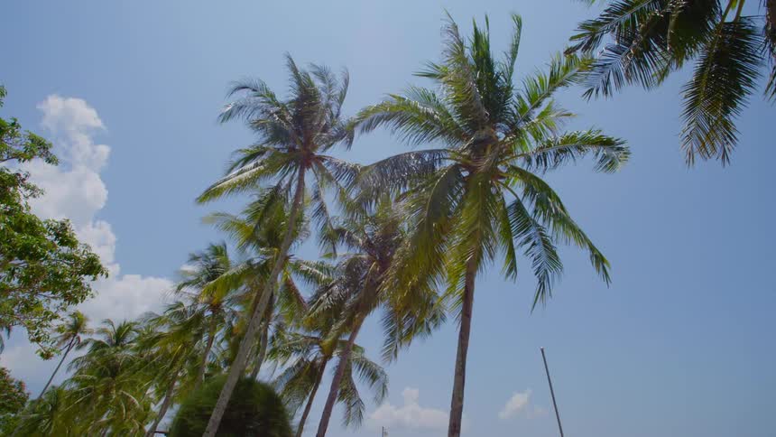 Palm trees outside on a sunny day