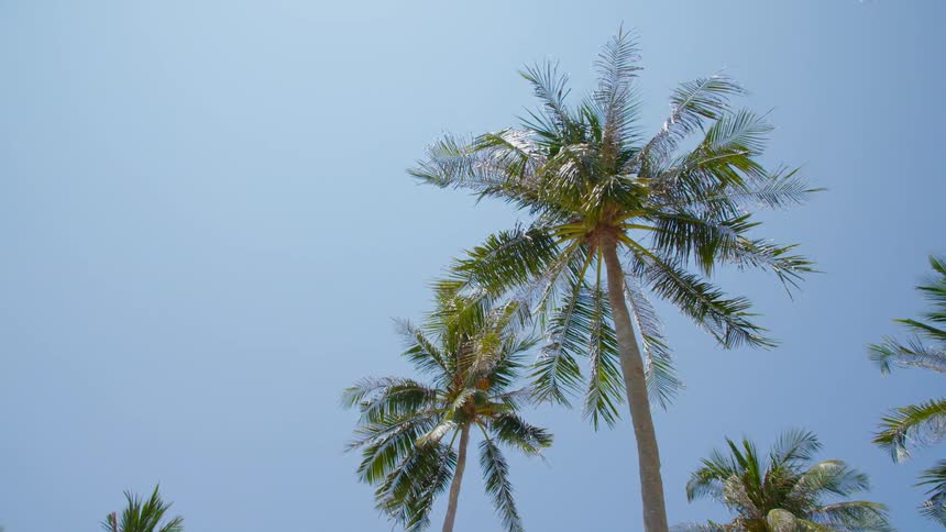 Palm trees move in a gentle breeze
