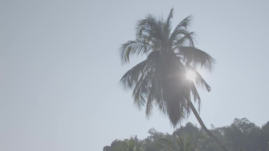 The sun shining behind a tall palm tree