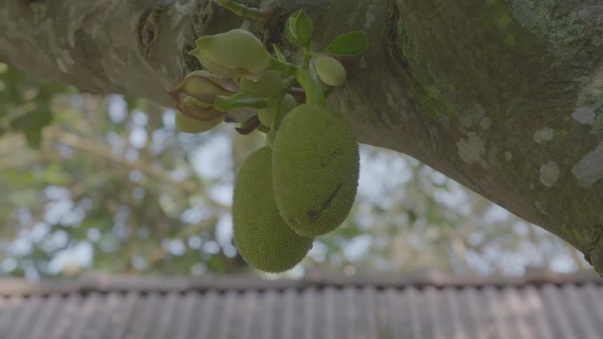Two large jackfruits hang from a thick tree branch